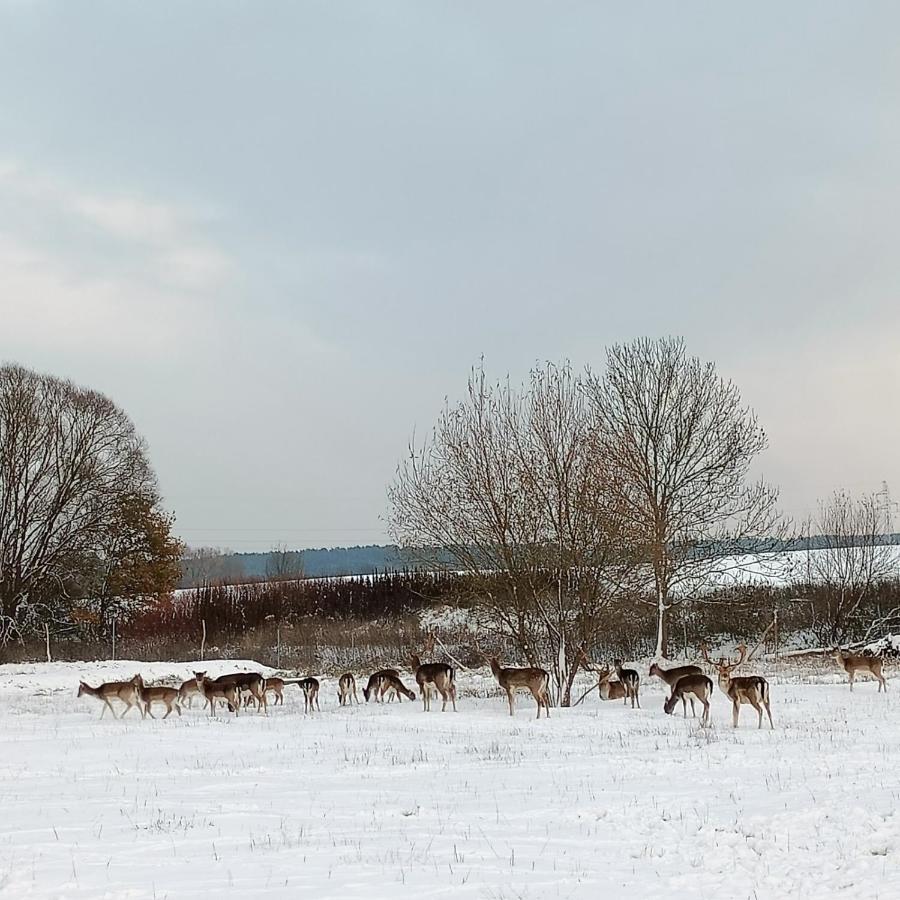 Smocze Ranczo 2 Osno Lubuskie